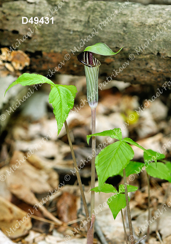 Jack-in-the-pulpit (Arisaema triphyllum)